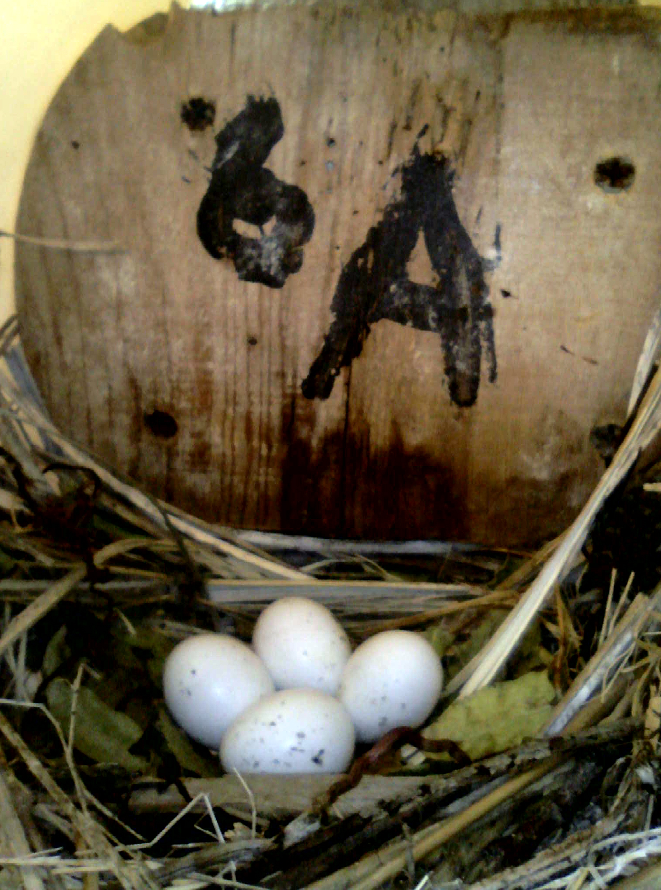 OPAS 6A